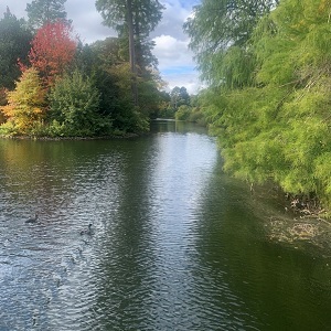 Lake surrounded by green trees with ducks on it